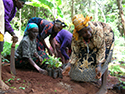 women planting trees